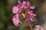 Crapemyrtle